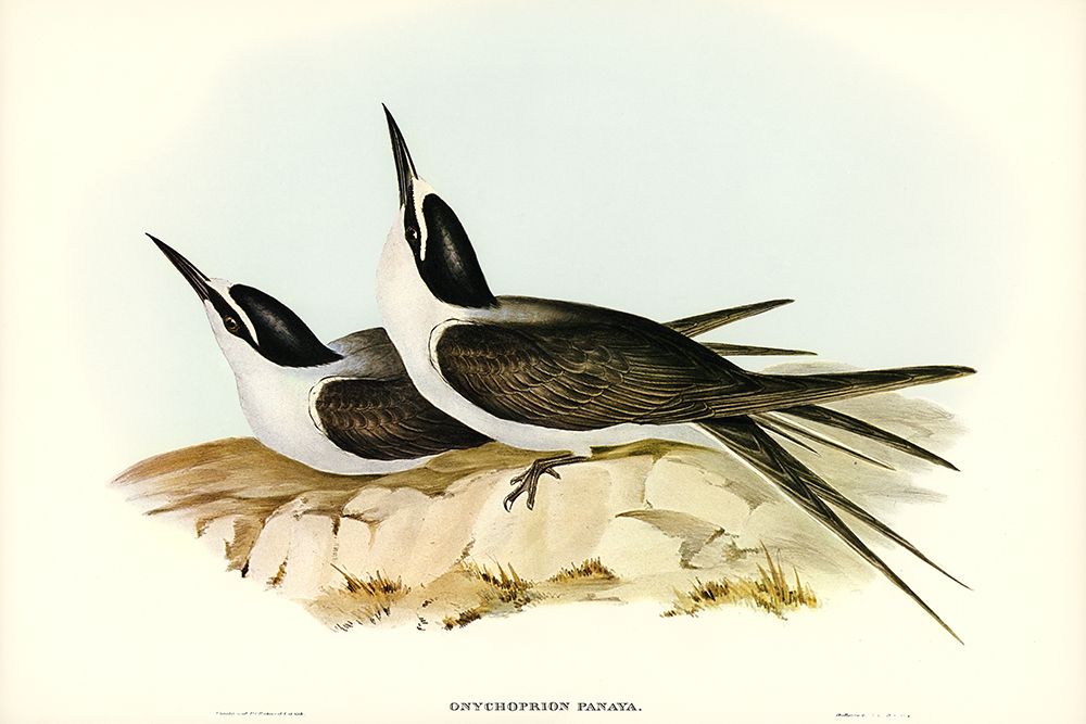 Panayan Tern-Onychoprion Panaya art print by John Gould for $57.95 CAD