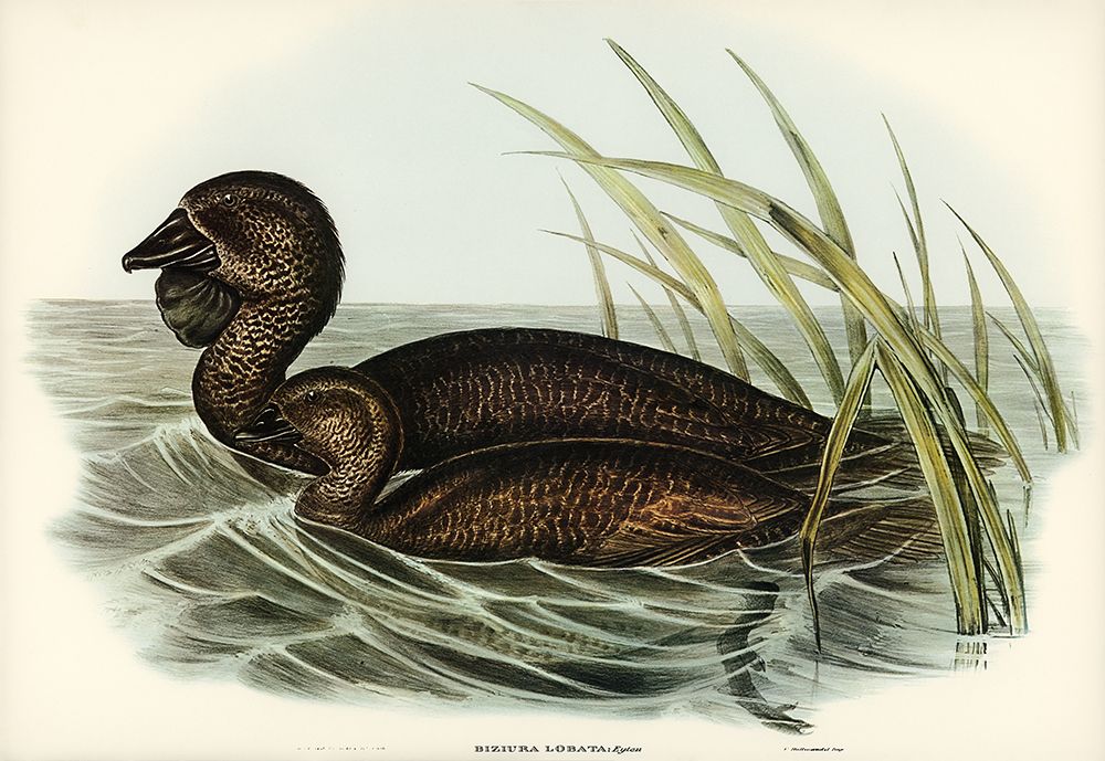 Musk Duck-Biziura lobata art print by John Gould for $57.95 CAD