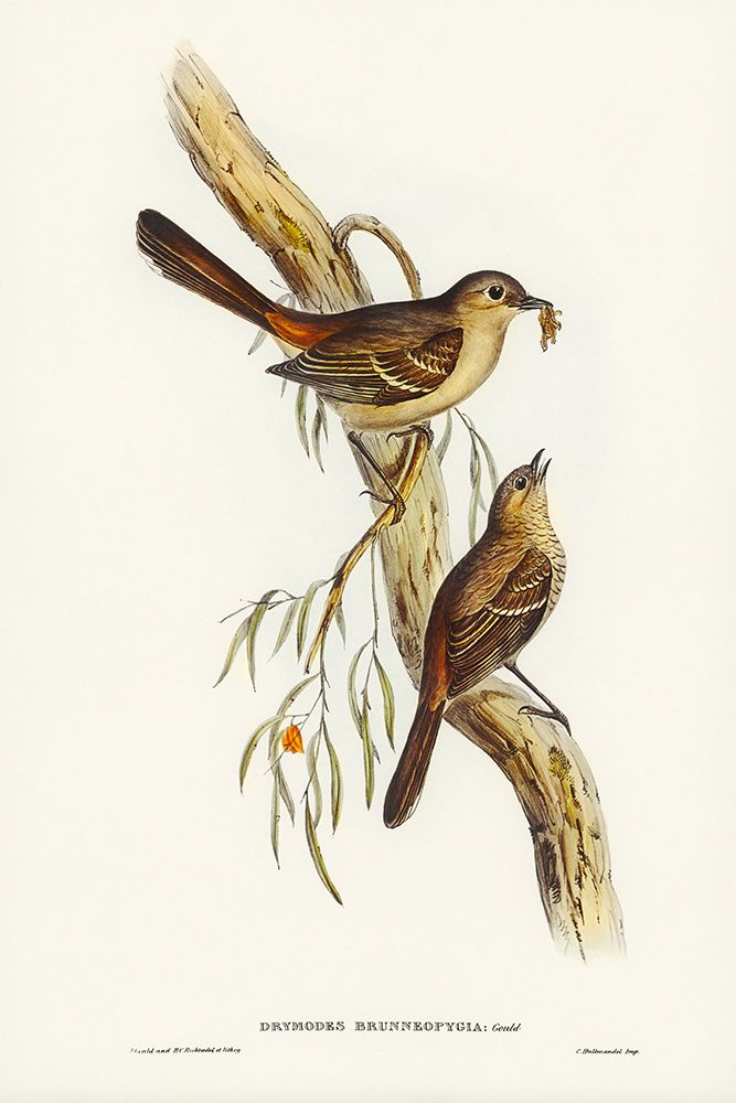 Scrub Robin-Drymodes brunneopygia art print by John Gould for $57.95 CAD