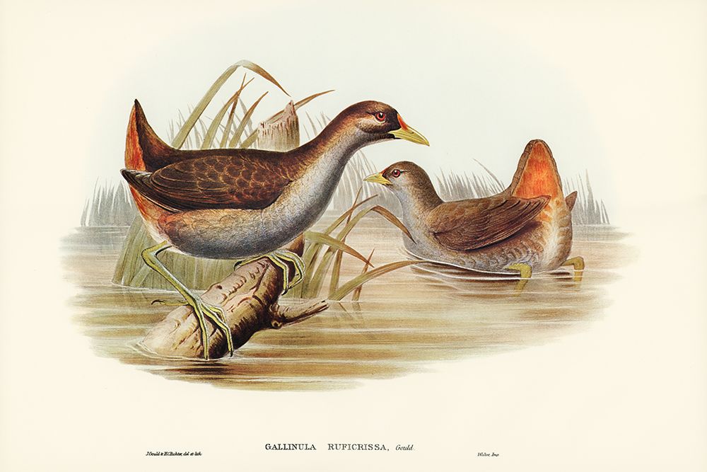 Rufous-vented Gallinule-Gallinula ruficrissa art print by John Gould for $57.95 CAD
