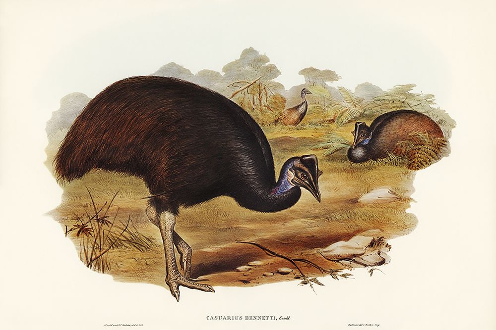 Bennetts Cassowary-Casuarius Bennetti art print by John Gould for $57.95 CAD