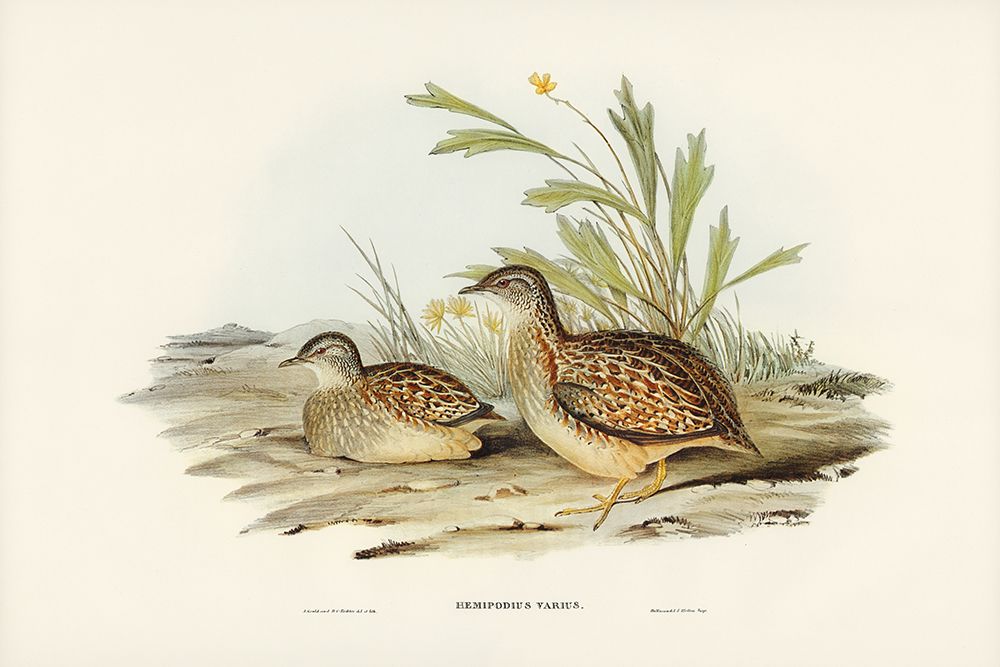 Varied Hemipode-Hemipodius Varius art print by John Gould for $57.95 CAD