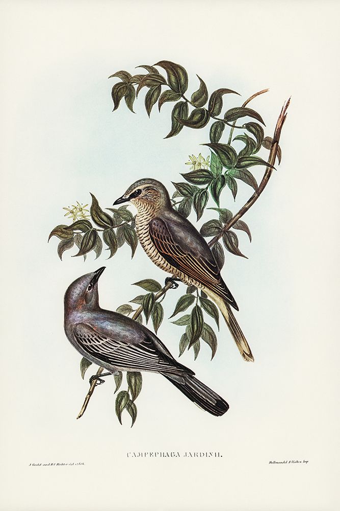 Jardineâ€™s cuckooshrike-Campephaga Jardinii art print by John Gould for $57.95 CAD
