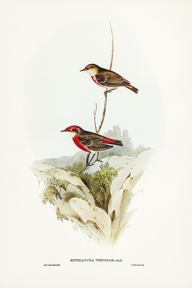 Tricoloured chat-Ephthianura tricolor art print by John Gould for $57.95 CAD