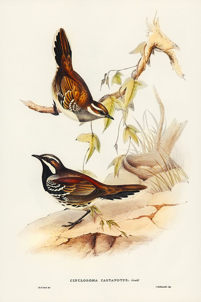 Chestnut-backed Groud Thrush-Cinclosoma castanotus art print by John Gould for $57.95 CAD