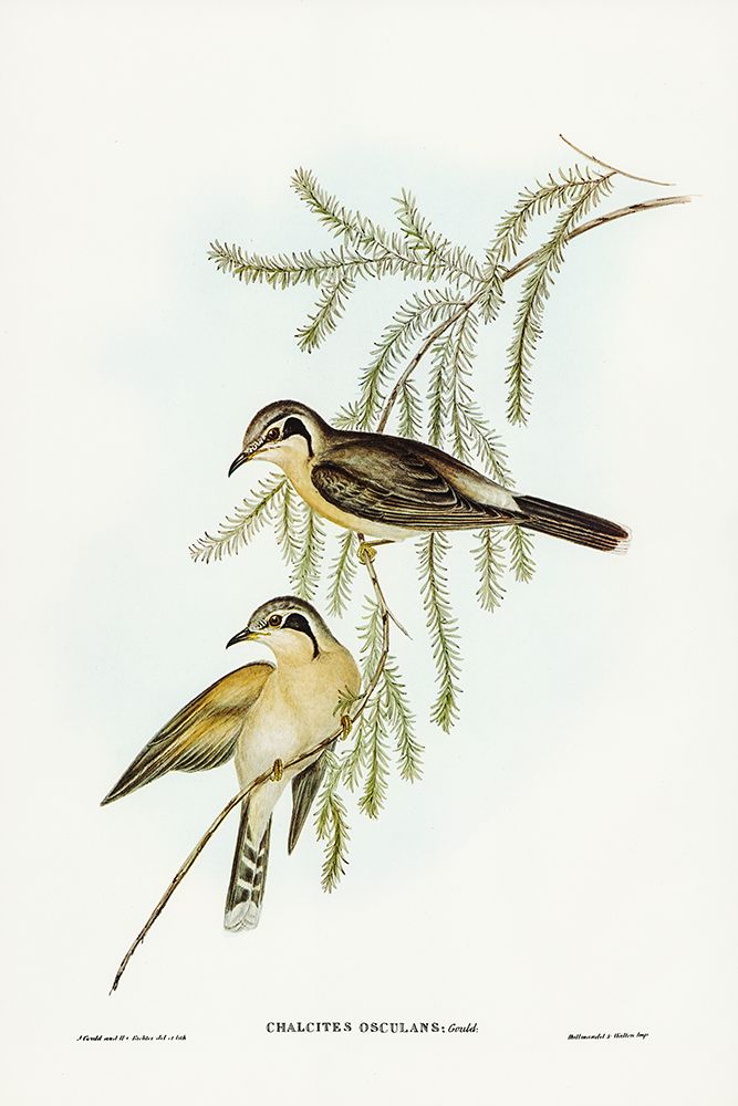 Black-eared Cuckoo-Chalcites osculans art print by John Gould for $57.95 CAD