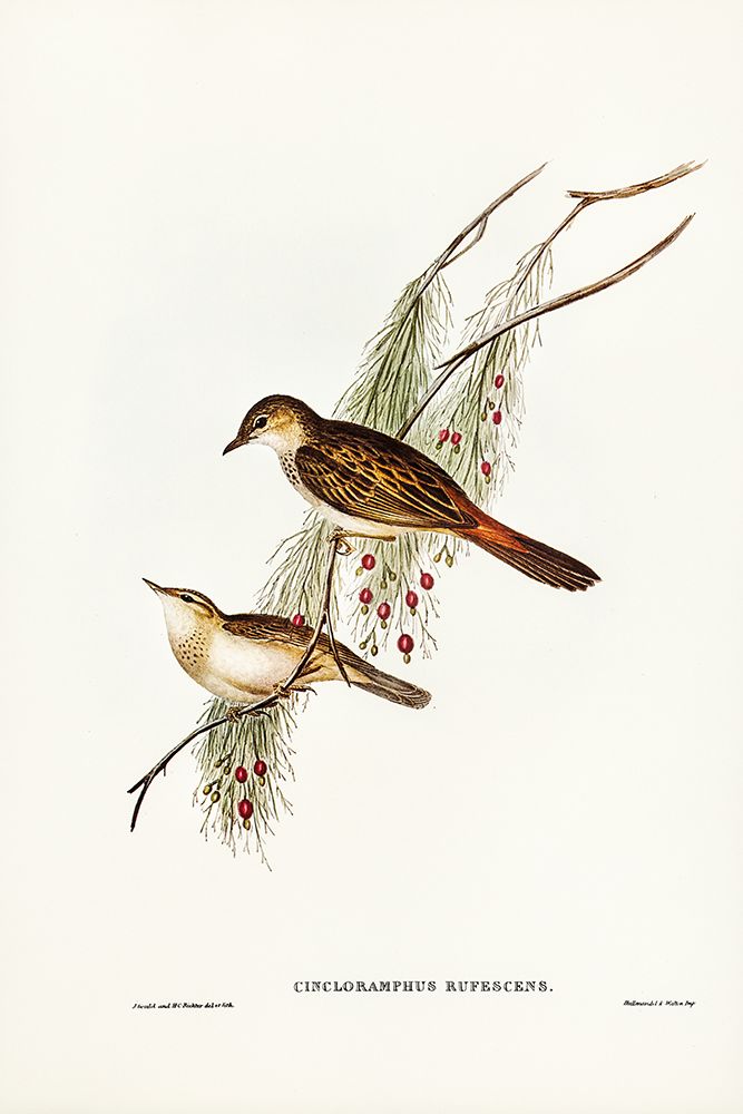 Rufous-tinted Songlark-Cincloramphus rufescens art print by John Gould for $57.95 CAD