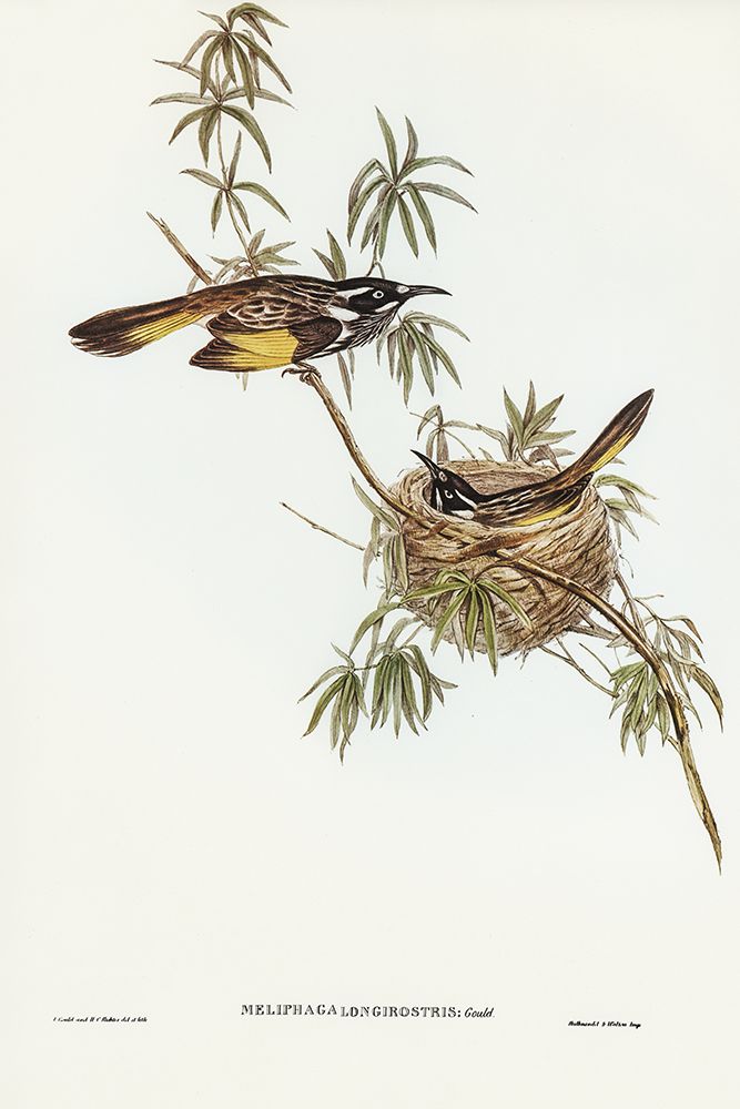 Long-billed Honey-eater-Meliphaga longirostris art print by John Gould for $57.95 CAD