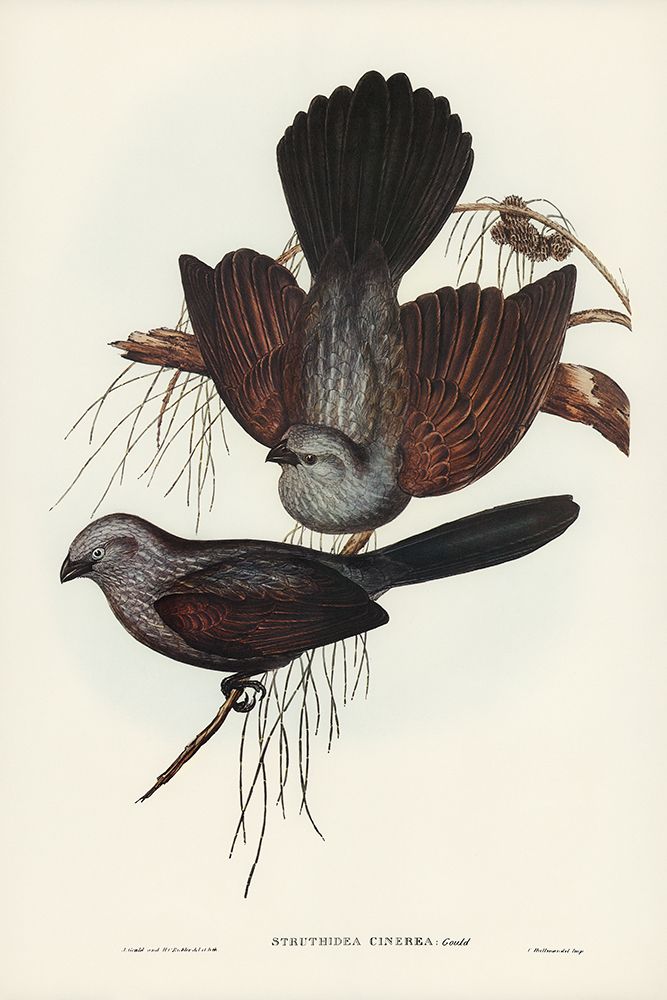 Grey Struthidea-Struthidea cinerea art print by John Gould for $57.95 CAD
