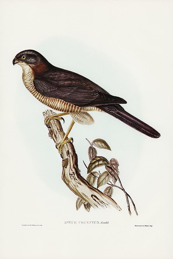 West Australian Goshawk-Astur cruentus art print by John Gould for $57.95 CAD