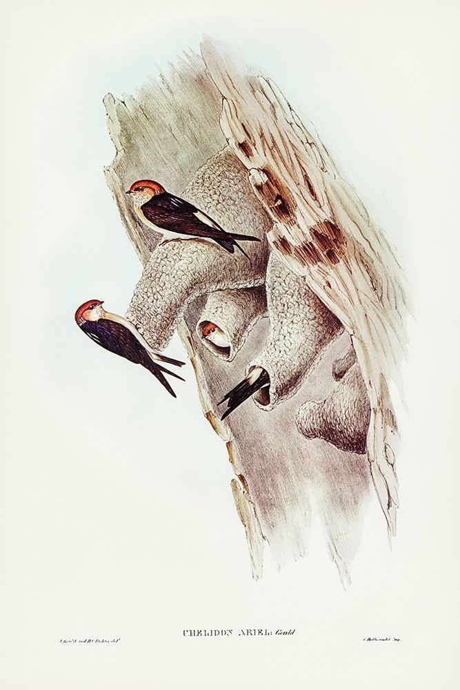Fairy Martin-Collocalia Ariel art print by John Gould for $57.95 CAD