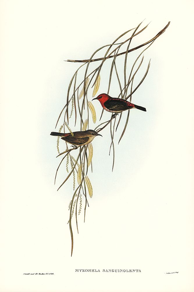 Sanguineous Honey-eater-Myzomela sanguincolenta art print by John Gould for $57.95 CAD