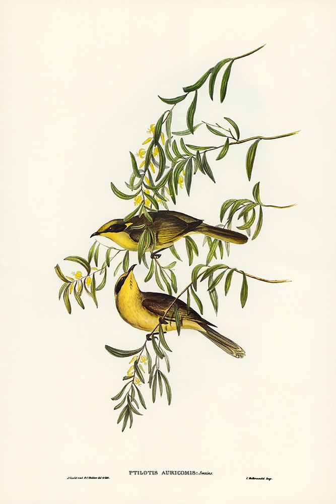 Yellow-tufted Honey-eater-Ptilotis auricomis art print by John Gould for $57.95 CAD