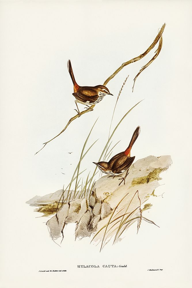 Cautious Wren-Hylacola cauta art print by John Gould for $57.95 CAD