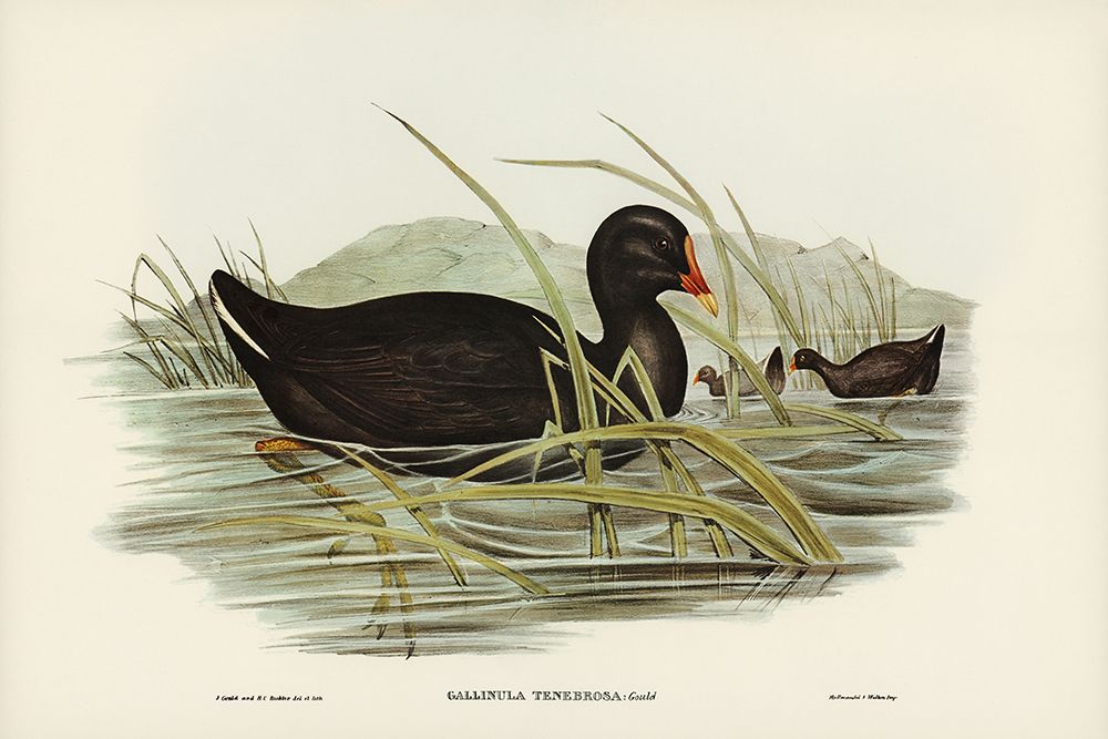Dusky Moorhen-Gallinula tenebrosa art print by John Gould for $57.95 CAD