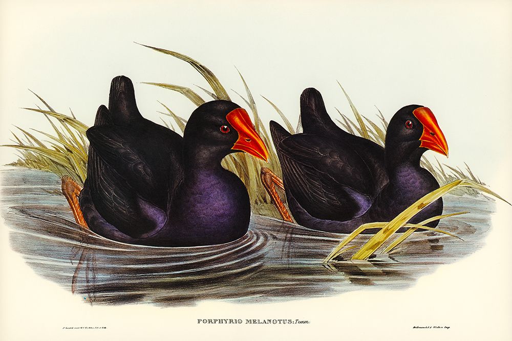Black-backed Porphyrio-Porphyrio melanotus art print by John Gould for $57.95 CAD