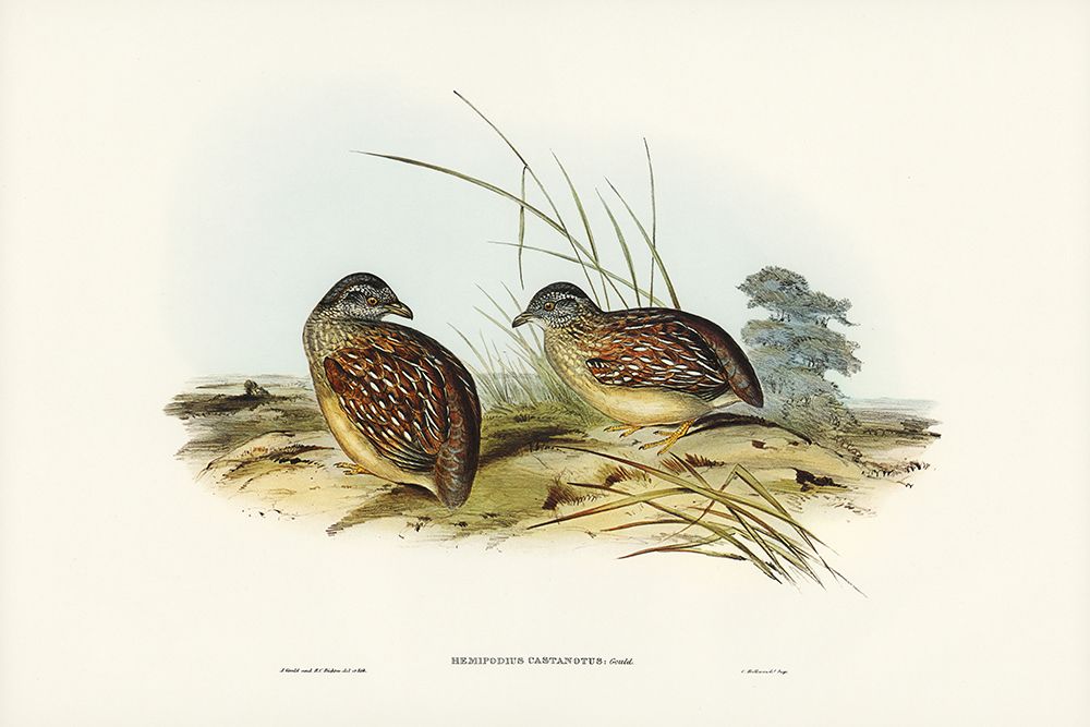 Chestnut-backed Hemipode-Hemipodius castanotus art print by John Gould for $57.95 CAD