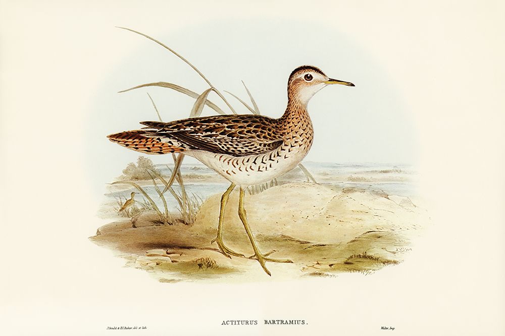 Bartrams Sandpiper-Actiturus Bartramius art print by John Gould for $57.95 CAD