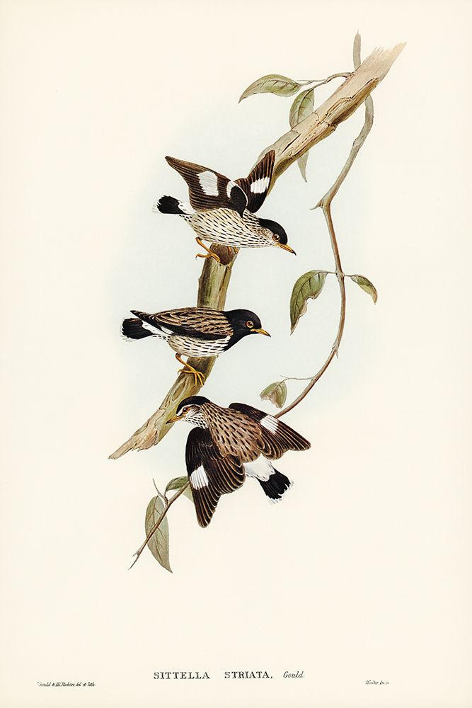 Striated Sittella-Sittella striata art print by John Gould for $57.95 CAD
