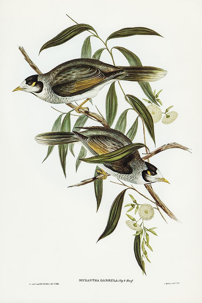 Garrulous Honey-eater-Myzantha garrula art print by John Gould for $57.95 CAD