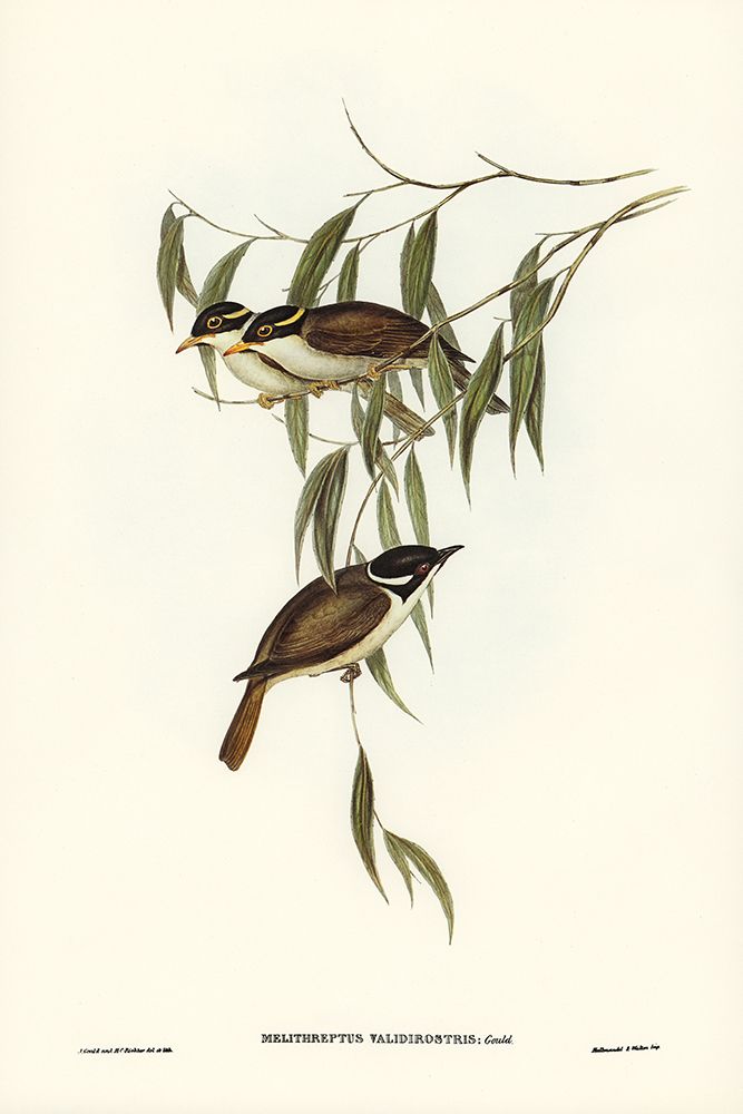 Strong-billed Honey-eater-Melithreptus validirostris art print by John Gould for $57.95 CAD
