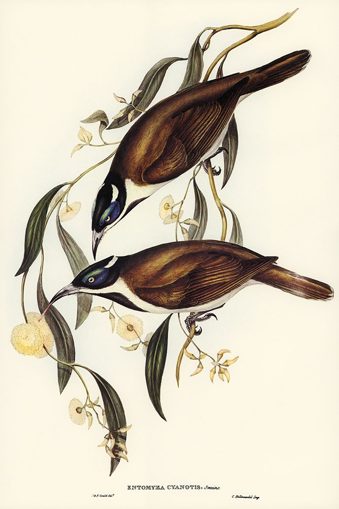 Blue-faced Entomyza-Entomyza cyanotis art print by John Gould for $57.95 CAD
