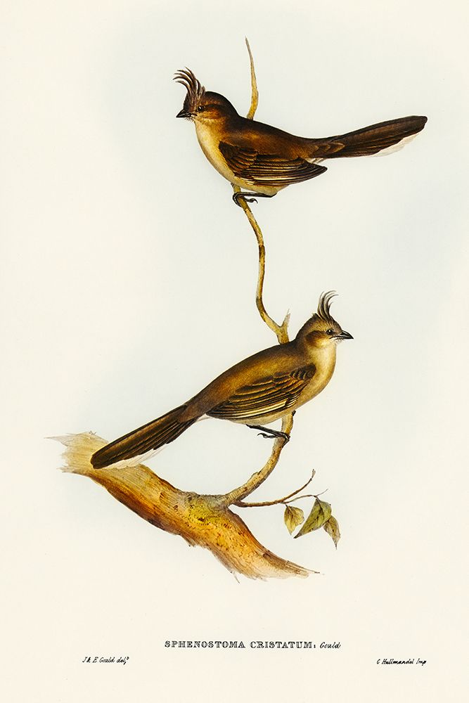Crested Wedge-bill-Sphenostoma cristata art print by John Gould for $57.95 CAD