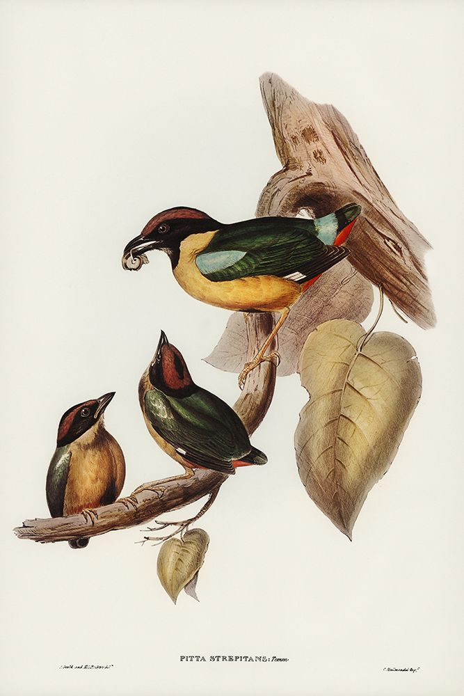 Noisy Pitta-Pitta strepitans art print by John Gould for $57.95 CAD