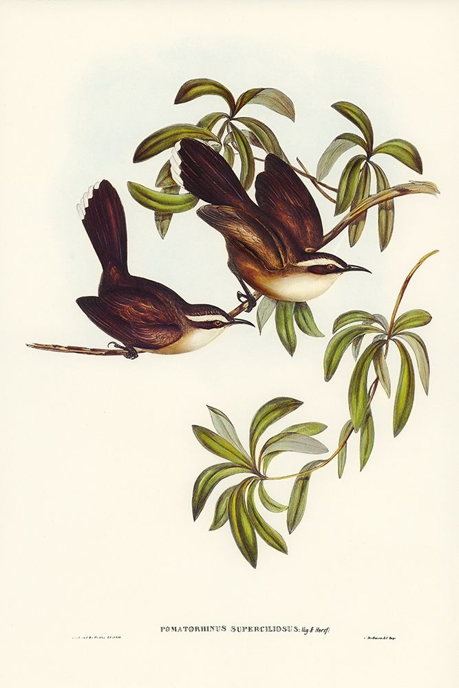 White-eyebrowed Pomatorhinus-Pomatorhinus superciliosus art print by John Gould for $57.95 CAD