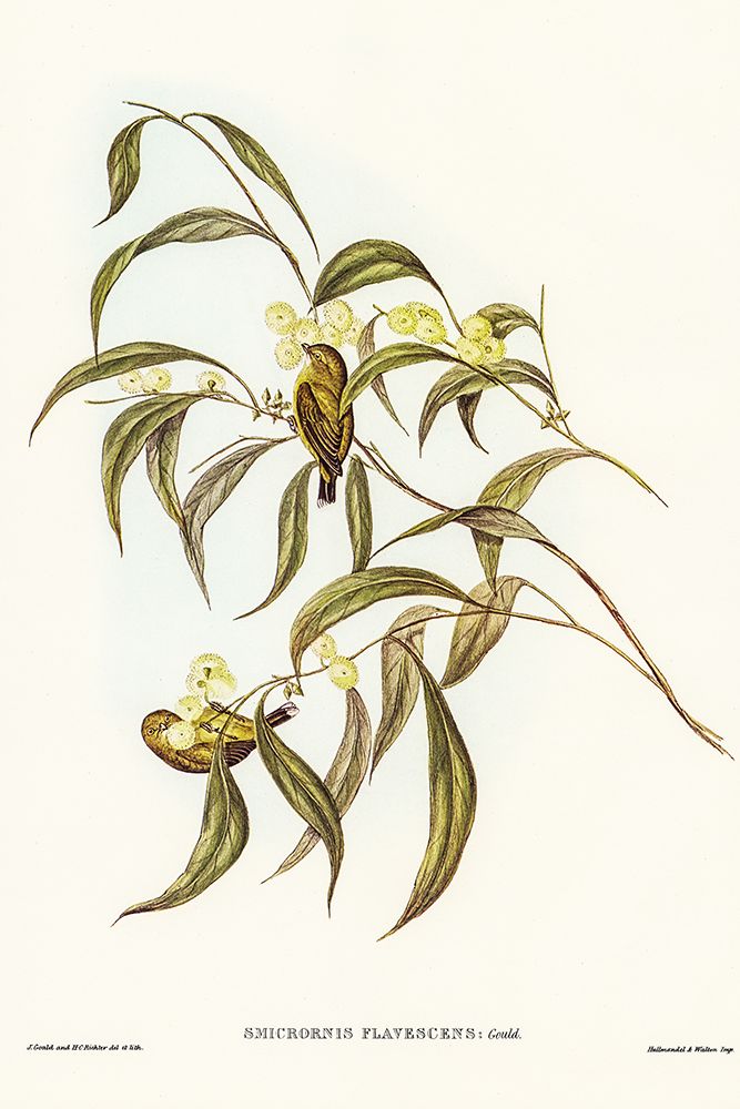Yellow Weebill-Smicrornis flavescens art print by John Gould for $57.95 CAD