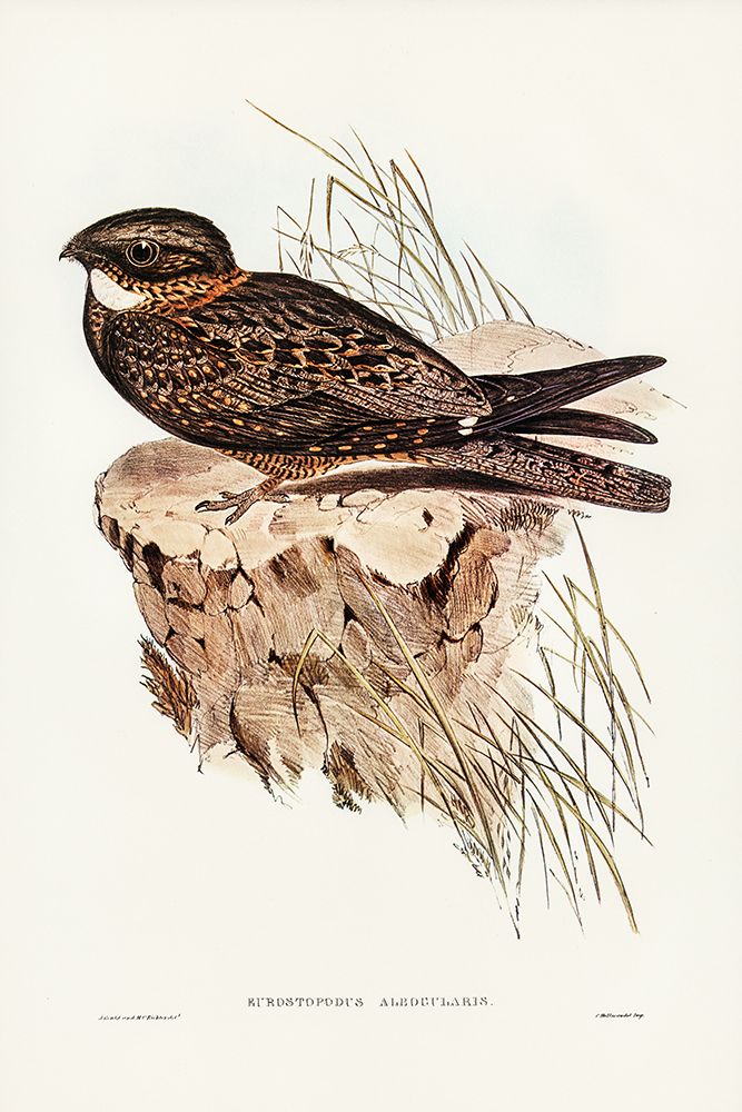 White-throated Goat-sucker-Eurostopodus albogularis art print by John Gould for $57.95 CAD