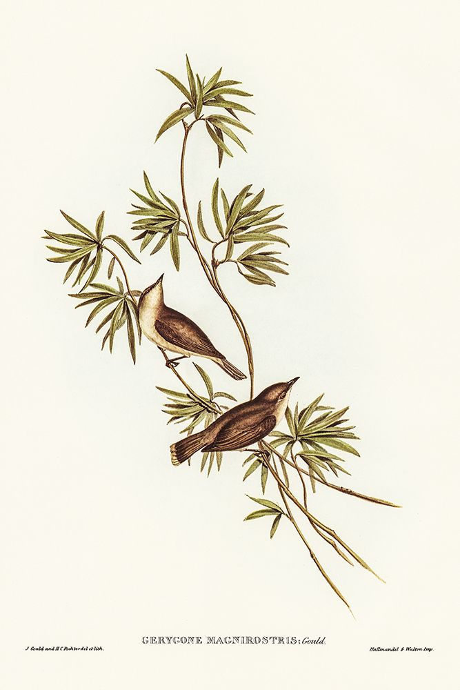 Great-billed Gerygone-Gerygone magnirostris art print by John Gould for $57.95 CAD