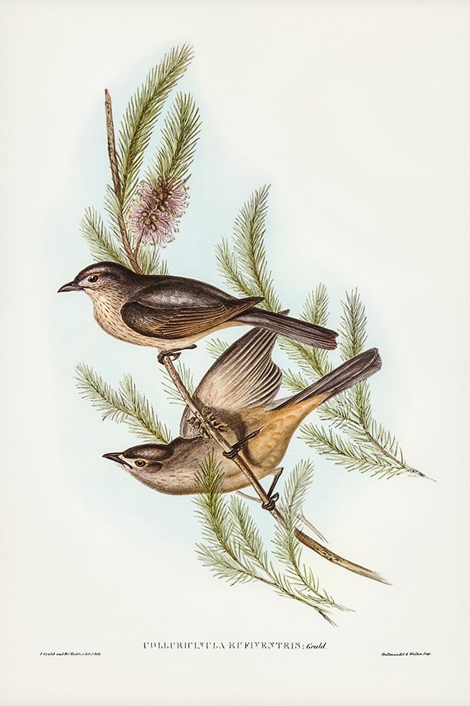 Buff-bellied shrike-thrush-Colluricincla rufiventris art print by John Gould for $57.95 CAD