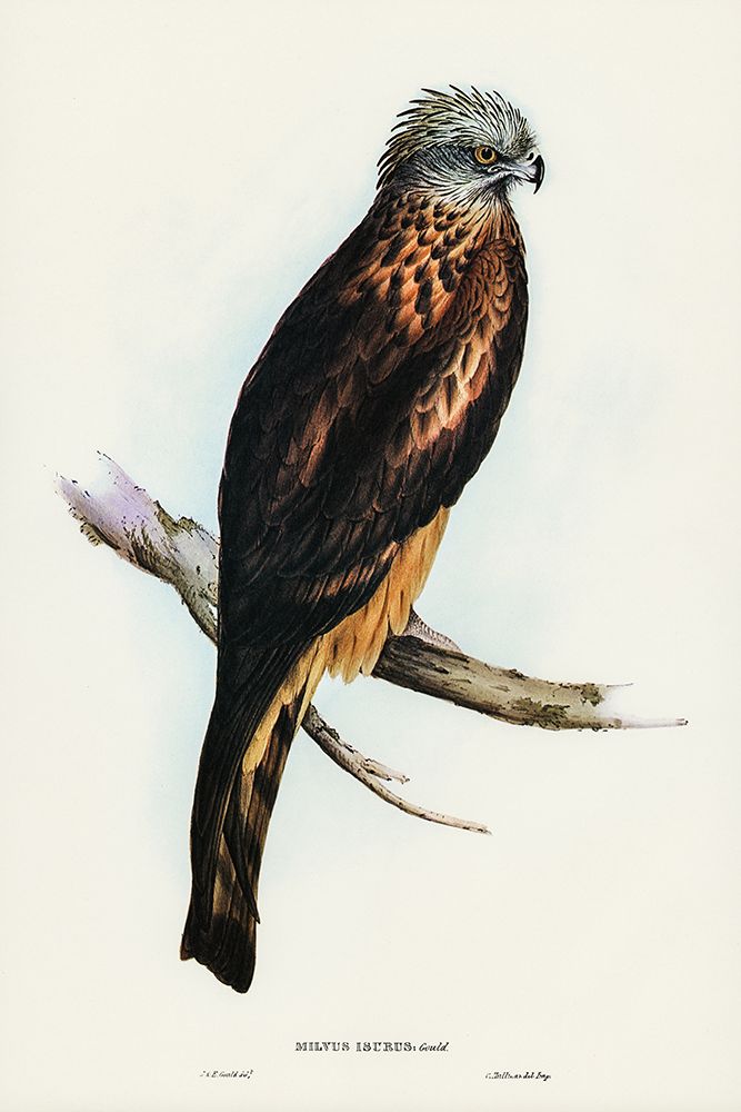 Square-tailed Kite-Milvus insures art print by John Gould for $57.95 CAD