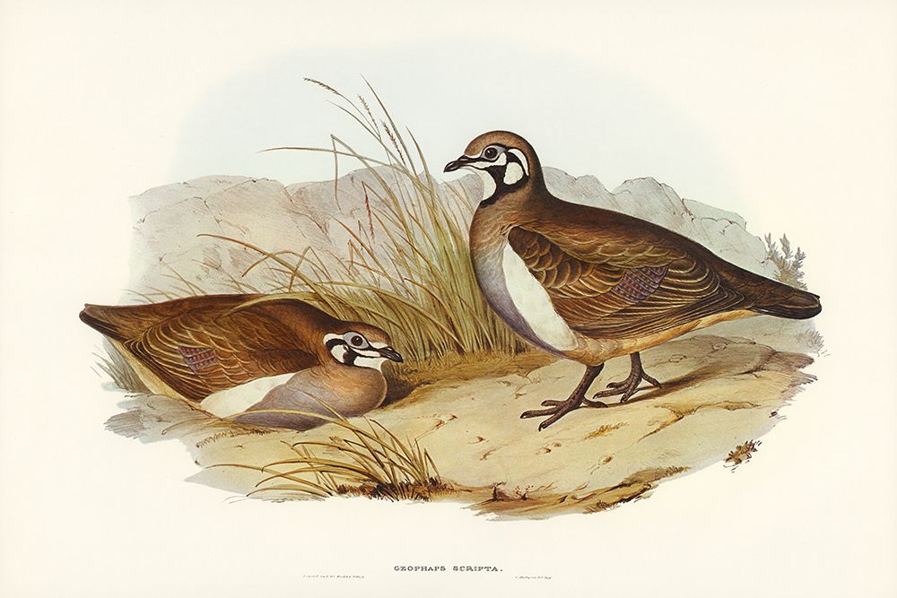 Partridge Bronze-wing-Geophaps scripta art print by John Gould for $57.95 CAD
