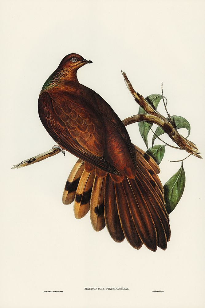 Pheasant-tailed Pigeon-Macropygia Phasianella art print by John Gould for $57.95 CAD
