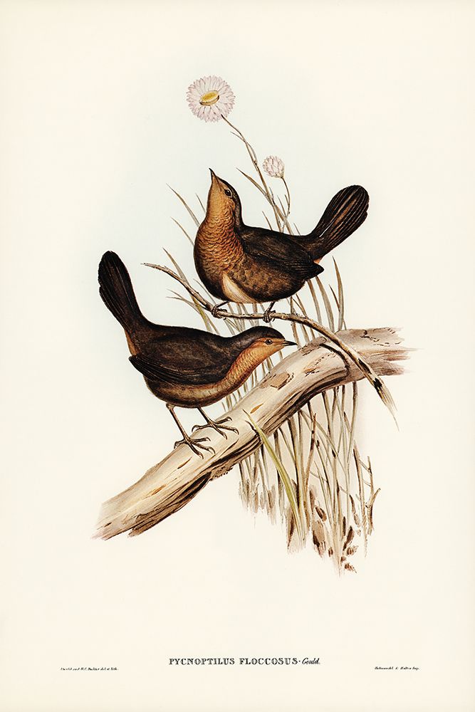 Downy Pycnoptilus-Pycnoptilus floccosus art print by John Gould for $57.95 CAD