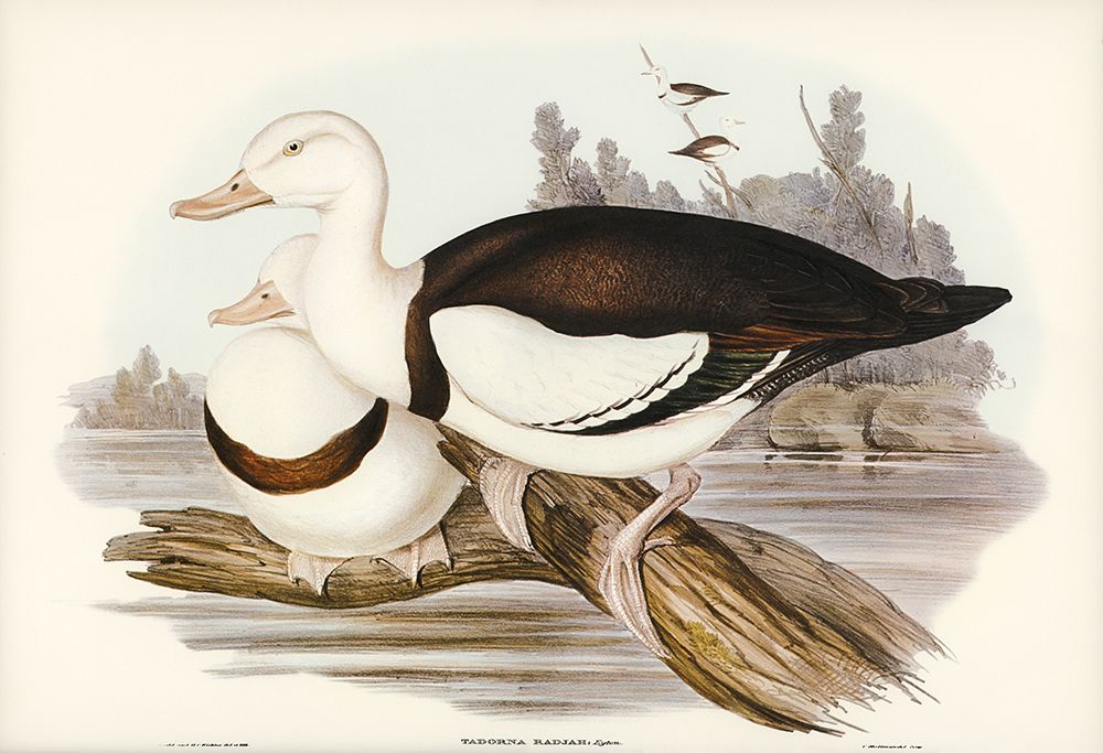Radjah Shieldrake-Tadorna Radjah art print by John Gould for $57.95 CAD