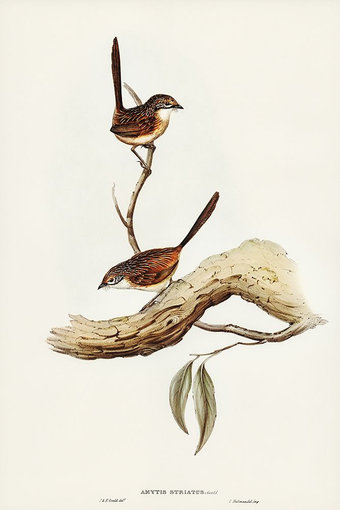 Striated Wren-Amytis striatus art print by John Gould for $57.95 CAD