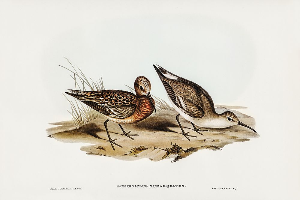 Curlew Sandpiper-Schoeniclus subarquatus art print by John Gould for $57.95 CAD
