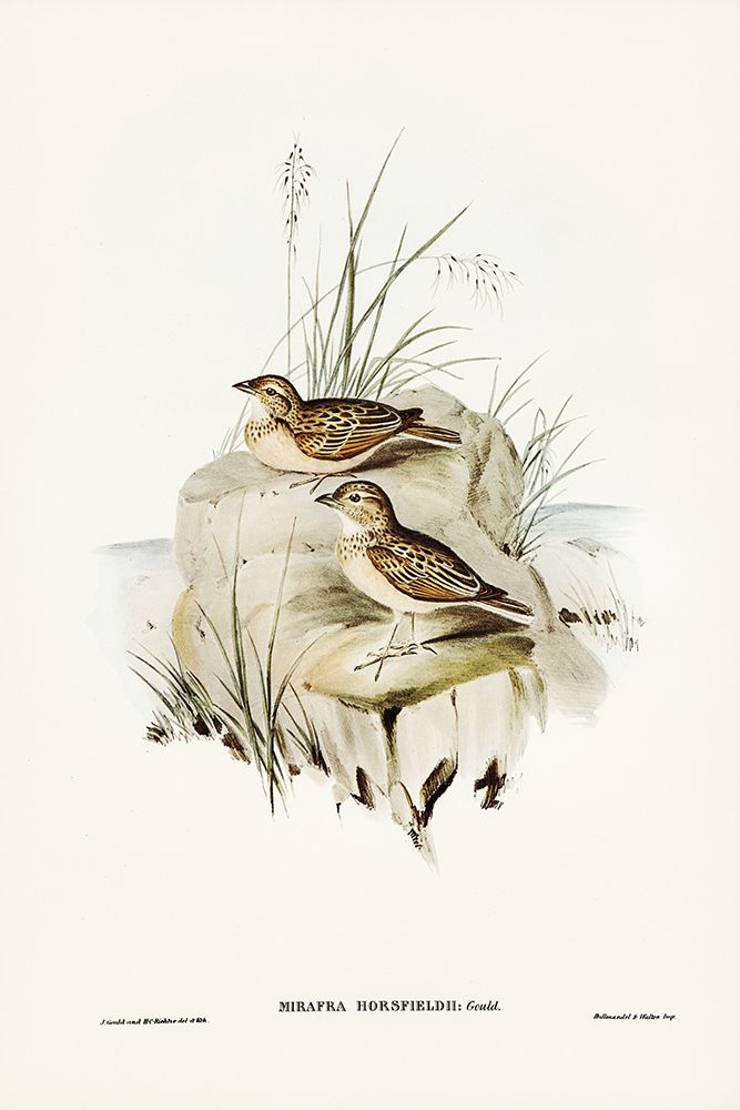 Horsfieldâ€™s Mirafra-Mirafra Horsfieldii art print by John Gould for $57.95 CAD