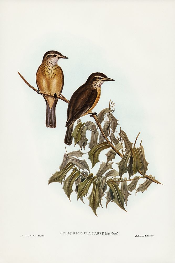 Little Colluricincla-Colluricincla parvula art print by John Gould for $57.95 CAD