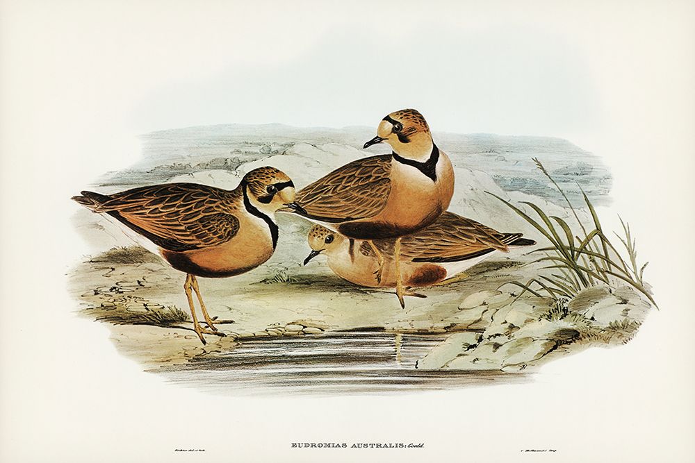 Australian Dottrel-Eudromias Australis art print by John Gould for $57.95 CAD