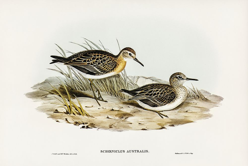 Australian Tringa-Schoeniclus Australis art print by John Gould for $57.95 CAD