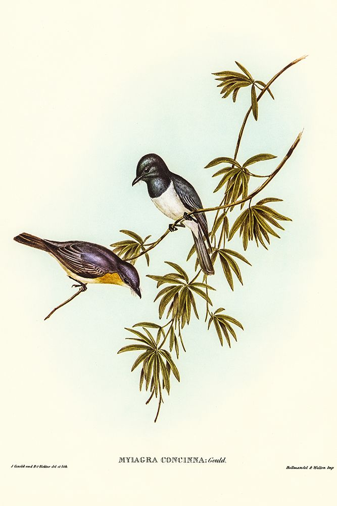 Pretty Flycatcher-Myiagra concinna art print by John Gould for $57.95 CAD