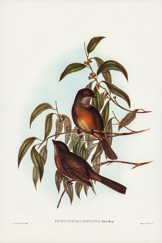 Olivaceous Pachycephala-Pachycephala olivacea art print by John Gould for $57.95 CAD