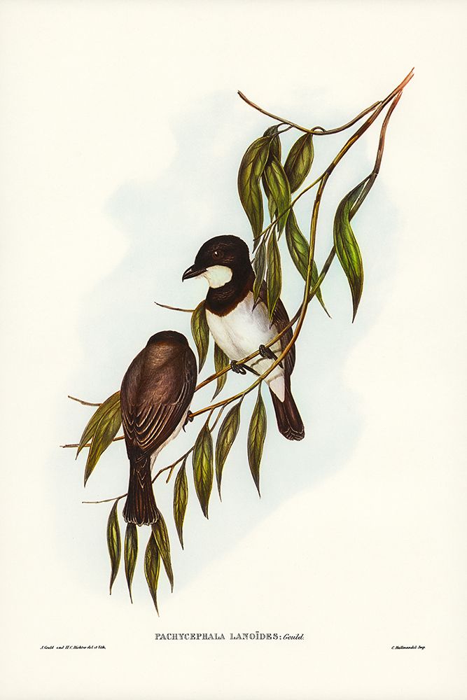 Shrike-like Phachycephala-Pachycephala Lanoides art print by John Gould for $57.95 CAD