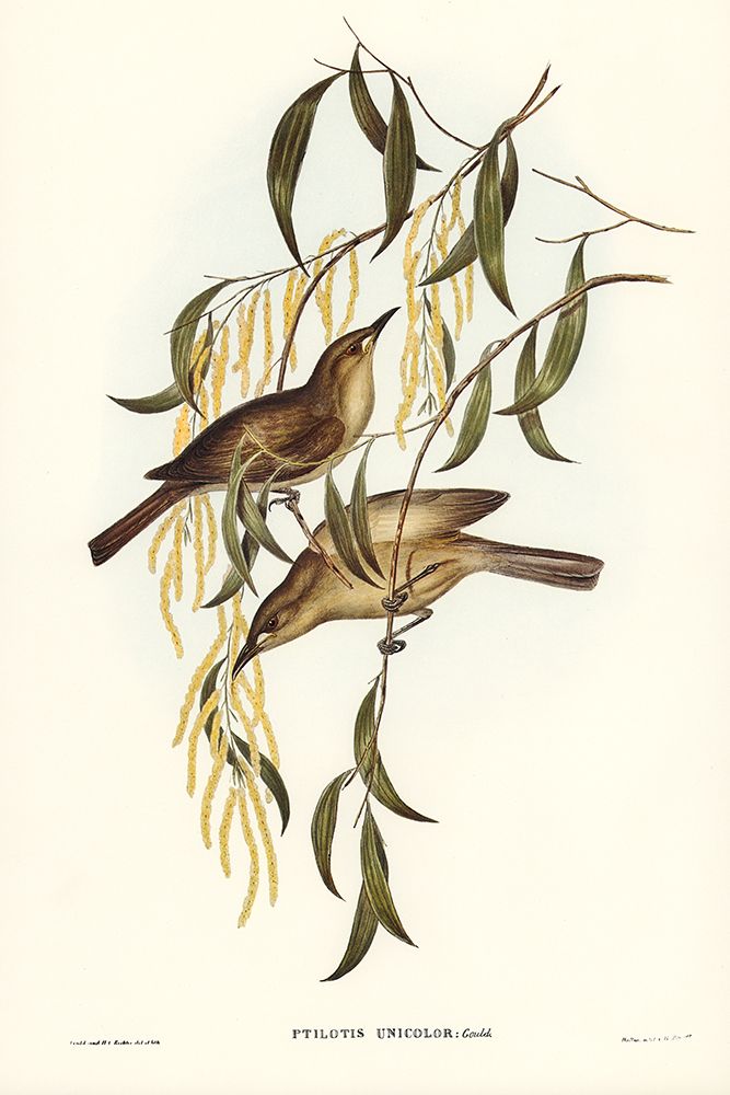 Uniform Honey-eater-Ptilotis unicolor art print by John Gould for $57.95 CAD