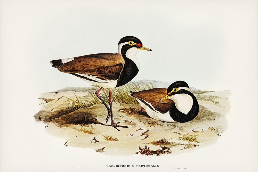 Black-breasted Pewit-Sarciophorus pectoralis art print by John Gould for $57.95 CAD