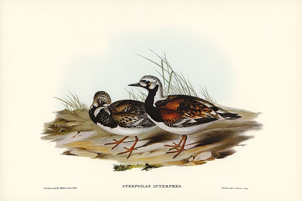 Turnstone-Strepsilas Interpres art print by John Gould for $57.95 CAD
